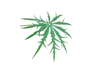 Jatropha multifida or Jatropha green leaves isolated on white background