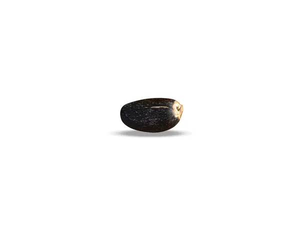 Jatropha multifida or Jatropha seeds isolated on white background