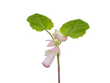 Martynia Diandra Gloxin ya da Martynia bitkisi beyaz arka planda izole edilmiş çiçekler