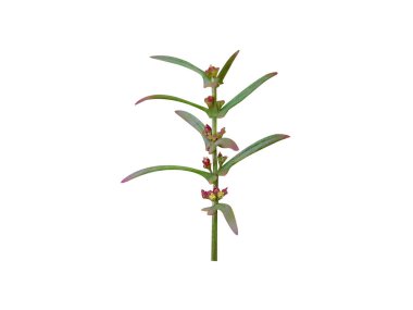 Beyaz arka planda meyve tomurcukları olan Ammannia baccifera ya da monarch kırmızısı bitkisi