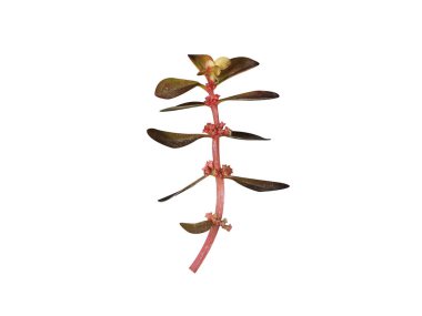 Ammannia baccifera ya da kral kelebeği bitkisi beyaz arka planda izole edilmiş.