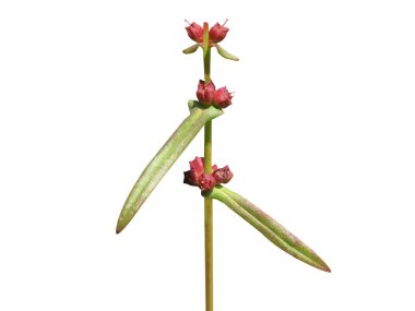 Beyaz arka planda meyve tomurcukları olan Ammannia baccifera ya da monarch kırmızısı bitkisi