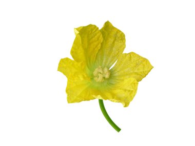 Benincasa hispida ya da balmumu çiçekleri beyaz arka planda izole edilmiş