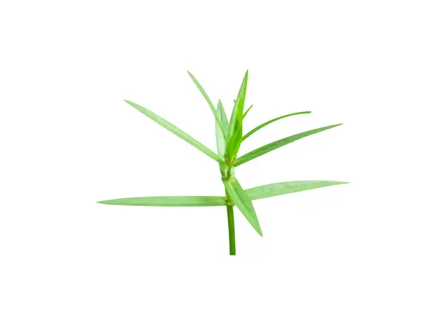 Ammannia baccifera ya da kral kelebeği bitkisi beyaz arka planda izole edilmiş.