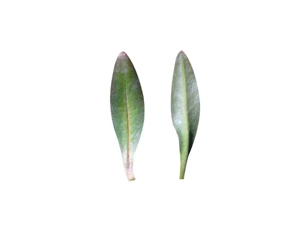 Ammannia baccifera ya da monarch kırmızısı bitki yaprakları beyaz arka planda izole.