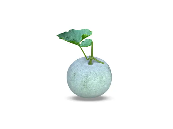 Benincasa hispida veya balmumu kabağı. Beyaz arka planda izole edilmiş taze meyve.