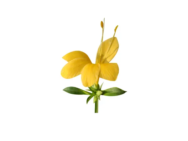 Beyaz arka planda izole edilmiş Barleria öncelikleri veya kirpi çiçekleri