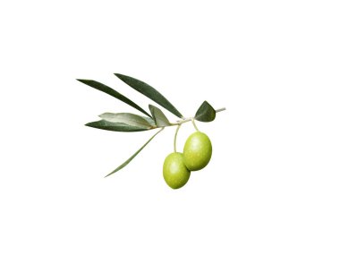 Beyaz arkaplanda izole edilmiş Olea europaea veya Avrupa zeytin yeşili meyveler