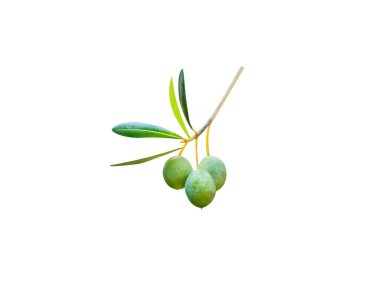 Beyaz arkaplanda izole edilmiş Olea europaea veya Avrupa zeytin yeşili meyveler