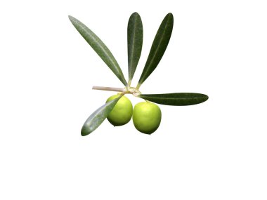 Beyaz arkaplanda izole edilmiş Olea europaea veya Avrupa zeytin yeşili meyveler