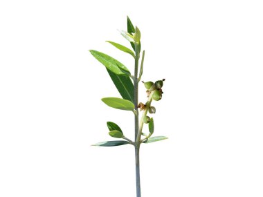 Beyaz arka planda meyve tomurcukları olan Olea europaea veya Avrupa zeytin bitkisi