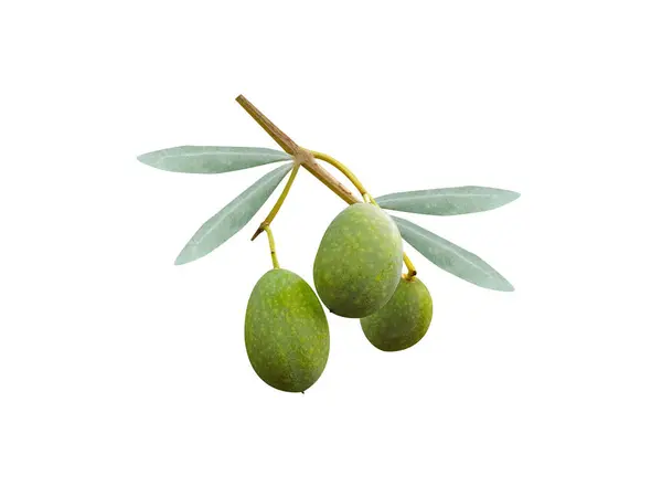 Beyaz arkaplanda izole edilmiş Olea europaea veya Avrupa zeytin yeşili meyveler