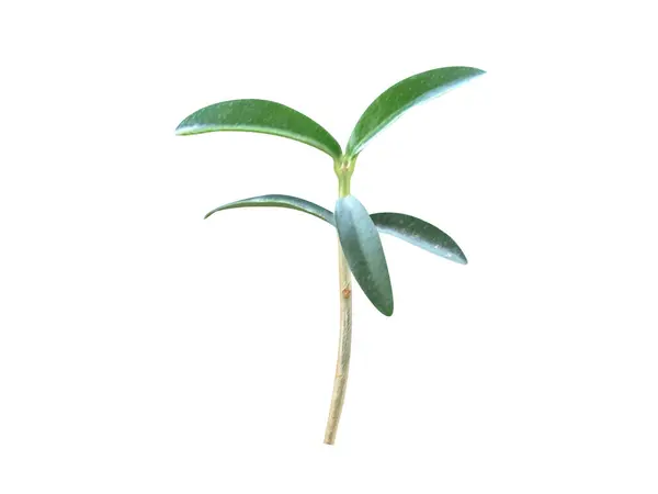 Olea europaea veya Avrupa zeytin bitkisi beyaz zemin üzerinde izole edilmiş