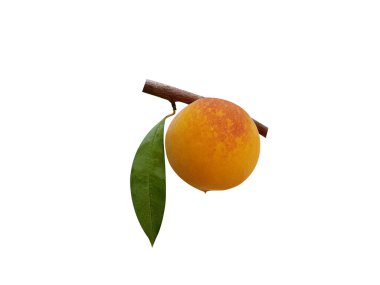 şeftali veya erik persica beyaz arka planda izole tek meyve