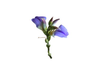 Acanthus ilicifolius ya da Holly yapraklı akanthus çiçekleri beyaz arka planda izole edilmiş.