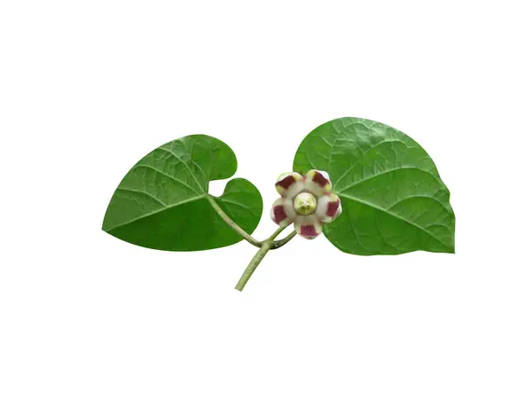 Holostemma veya Holostemma sürüngen yaprakları ve çiçek ve tomurcuklar beyaz arka planda izole