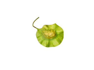 Beyaz arka planda izole edilmiş Pterocarpus marsupium veya Malabar kino yeşil meyveleri