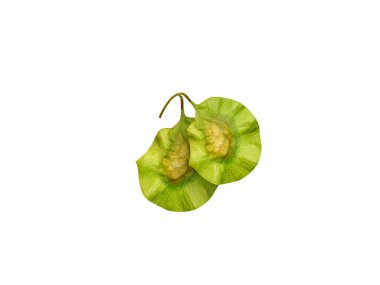 Beyaz arka planda izole edilmiş Pterocarpus marsupium veya Malabar kino yeşil meyveleri