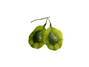 Beyaz arka planda izole edilmiş Pterocarpus marsupium veya Malabar kino yeşil meyveleri