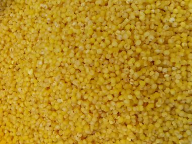 Tilki kuyruklu darı ya da tilki kuyruklu kıllı çim kuru tohum görüntüsü