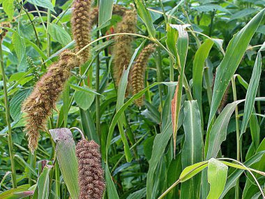 Tilki kuyruklu darı veya tilki kuyruklu kıllı çim tarlası bitki görüntüsü
