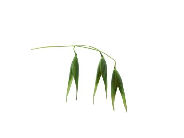 yulaf ya da Avena sativa yeşil tohumları beyaz arkaplanda izole