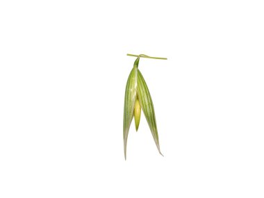 yulaf ya da Avena sativa yeşil tohumları beyaz arkaplanda izole