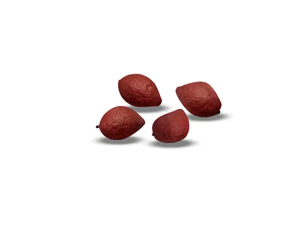 Hicksbeachia pinnatifolia ya da kırmızı fındıklı kurutulmuş meyve tohumları beyaz arka planda izole edilmiş.