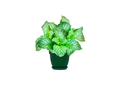 Mentha arvensis veya nane aromalı bitki yaprakları beyaz arka planda izole