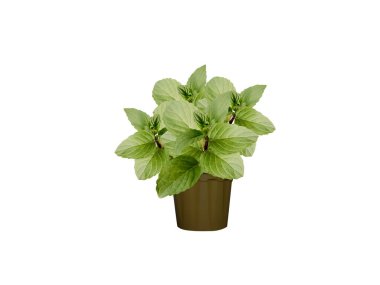 Mentha arvensis veya nane aromalı bitki yaprakları beyaz arka planda izole