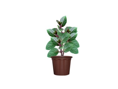 Mentha arvensis veya nane aromalı bitki yaprakları beyaz arka planda izole