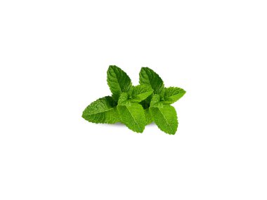 Mentha arvensis veya nane bitkisi yaprakları beyaz arka planda izole