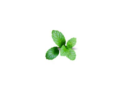 Mentha arvensis veya nane bitkisi yaprakları beyaz arka planda izole