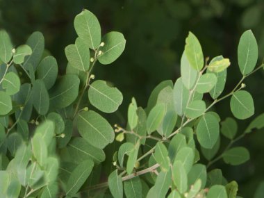 Phyllanthus retikülatus ya da siyah bal çalısı bitki görüntüsü