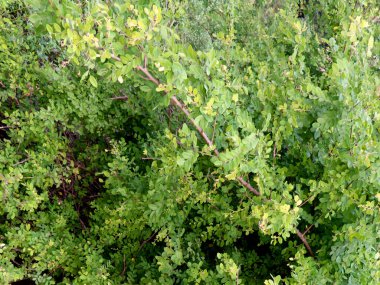 Phyllanthus retikülatus ya da siyah bal çalısı bitki görüntüsü