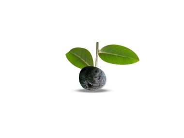 Phyllanthus retikülatus veya beyaz arkaplanda izole edilmiş siyah bal çalısı meyveleri