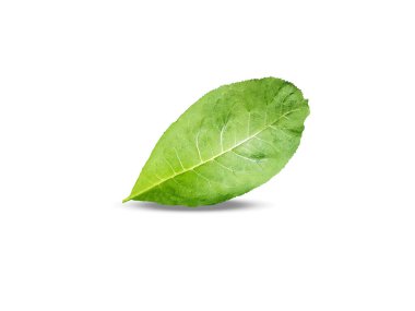 Inula helenium veya elektroampan, beyaz arkaplanda izole edilmiş yeşil yapraklar.