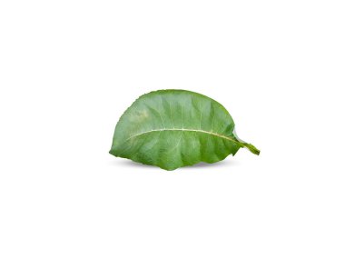 Inula helenium veya elektroampan, beyaz arkaplanda izole edilmiş yeşil yapraklar.