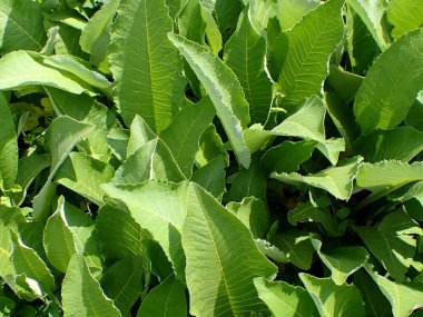 Inula helenium veya elektroampanlardan bahçedeki taze yeşil bitki