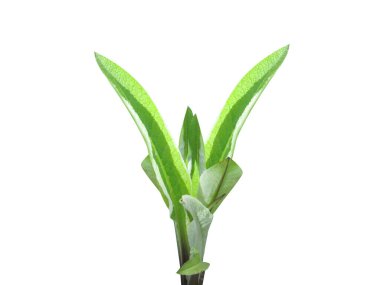 Inula helenium ya da elektroampan tohumlaması beyaz arkaplanda izole edildi