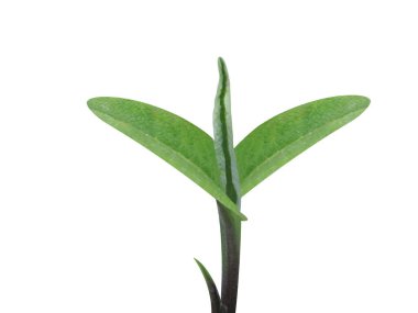 Inula helenium ya da elektroampan tohumlaması beyaz arkaplanda izole edildi