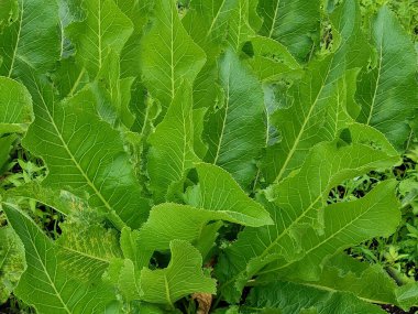 Inula helenium ya da elektroampanlardan bahçedeki taze bitki