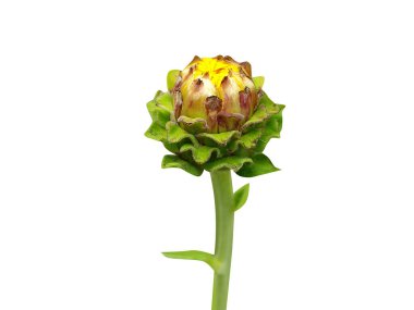 Inula helenium ya da elektroampan, kökleri beyaz arkaplanda izole edilmiş, yakın plan meyveleri
