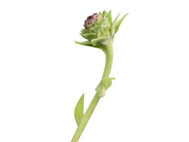 Inula helenium ya da elektroampan, kökleri beyaz arkaplanda izole edilmiş, yakın plan meyveleri