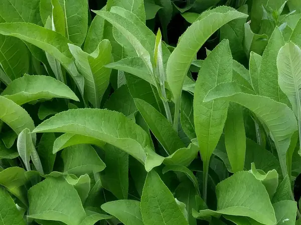 Inula helenium veya elektroampanlardan bahçedeki taze yeşil bitki