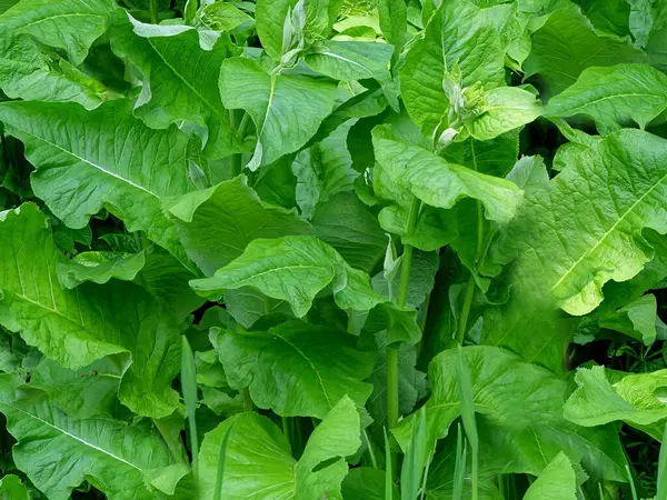 Inula helenium veya elektroampanlardan bahçedeki taze yeşil bitki