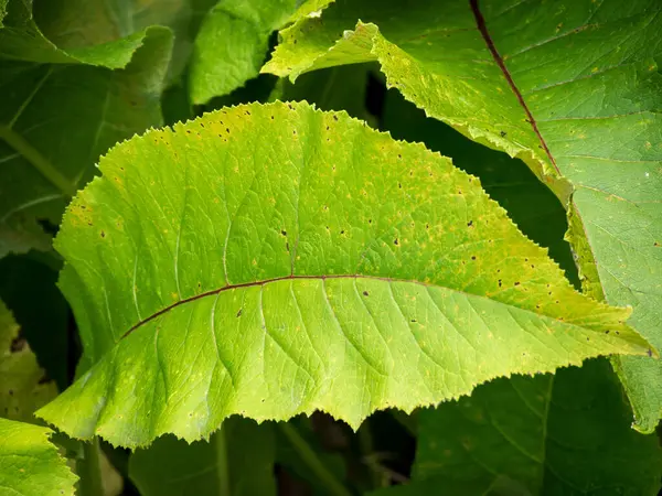 Inula helenium veya elektroampanlardan bahçedeki taze yeşil bitki