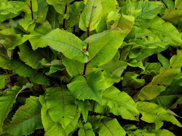 Inula helenium veya elektroampanlardan bahçedeki taze yeşil bitki