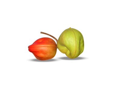 Sterculia foetida ya da beyaz arka planda izole edilmiş olgun meyveler.