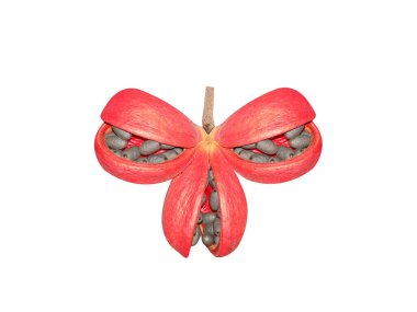 Sterculia foetida ya da olgun meyveli yabani badem meyvesi beyaz arka planda izole edilmiş tohumlar.